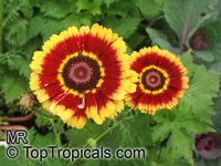 Chrysanthemum carinatum, Chrysanthemum tricolor, Painted Daisy, Tricolor Daisy 

Click to see full-size image
