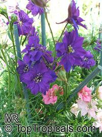 Consolida sp., Larkspur, Knight's Spur

Click to see full-size image