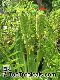 Eucomis autumnalis, Eucomis undulata , Pineapple Lily

Click to see full-size image