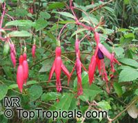Fuchsia regia, Climbing Fuchsia

Click to see full-size image