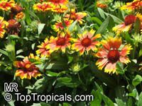 Gaillardia sp., Blanket Flower

Click to see full-size image