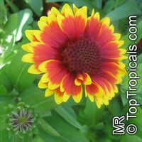 Gaillardia sp., Blanket Flower

Click to see full-size image