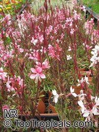 Gaura lindheimeri, White Butterfly, Whirling Butterfly

Click to see full-size image