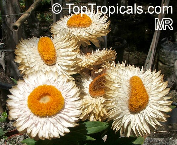 Xerochrysum bracteatum, Helichrysum bracteatum, Bracteantha bracteata, Strawflower, Paper Daisy, Everlasting Daisy