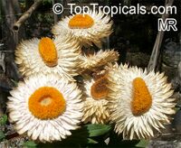 Xerochrysum bracteatum, Helichrysum bracteatum, Bracteantha bracteata, Strawflower, Paper Daisy, Everlasting Daisy

Click to see full-size image