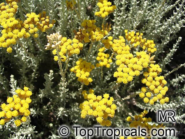 Helichrysum sp., Strawflower, Immortelle, Helichrysum