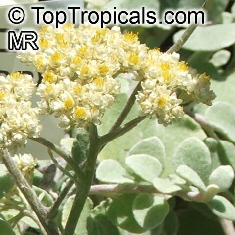 Helichrysum sp., Strawflower, Immortelle, Helichrysum
