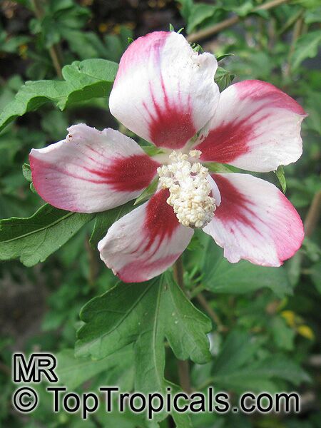 Hibiscus syriacus, Blue Hibiscus, Rose of Sharon
