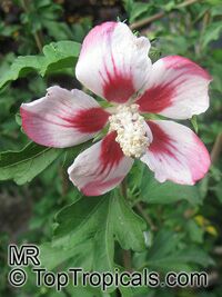 Hibiscus syriacus, Blue Hibiscus, Rose of Sharon

Click to see full-size image