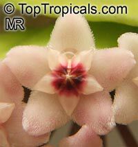 Hoya carnosa, Wax Plant

Click to see full-size image