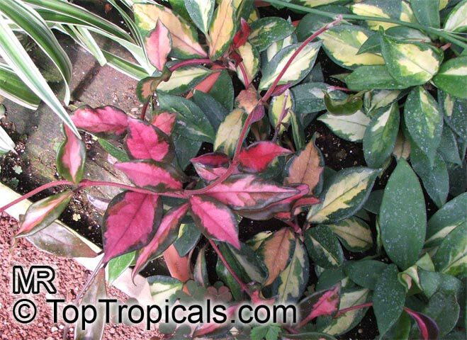 Hoya carnosa, Wax Plant