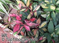 Hoya carnosa, Wax Plant

Click to see full-size image
