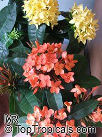 Ixora sp., Jungle Flame, Needle Flower

Click to see full-size image