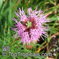 Liatris sp., Blazing-star, Gay-feather, Button Snakeroot

Click to see full-size image