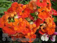 Nemesia strumosa, Nemesia