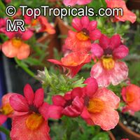 Nemesia strumosa, Nemesia