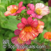 Nemesia strumosa, Nemesia