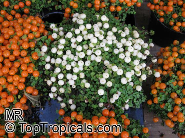 Nertera granadensis, Nertera depressa, Bead Plant, Coral Moss