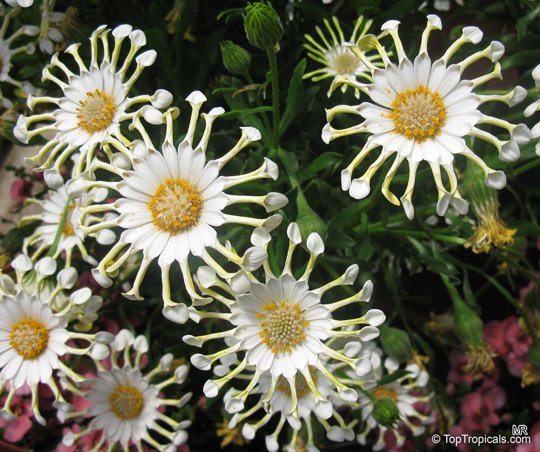 Osteospermum sp., Trailing African Daisy, Freeway Daisy, Blue Eyed Daisy. Osteospermum 'White Spoon'