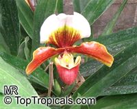 Paphiopedilum sp., Paphiopedilum Orchid, Slipper Orchid

Click to see full-size image