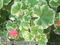 Pelargonium x hortorum, Zonal Geranium, Garden Geranium

Click to see full-size image