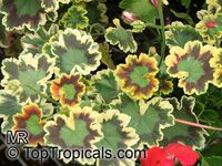 Pelargonium x hortorum, Zonal Geranium, Garden Geranium

Click to see full-size image