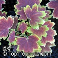 Pelargonium Vancouver Centennial, Stellar Geranium

Click to see full-size image