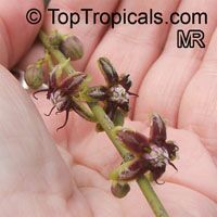 Periploca aphylla , Milk Broom 

Click to see full-size image