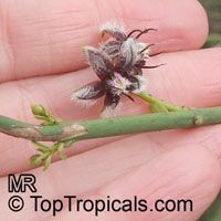 Periploca aphylla , Milk Broom 

Click to see full-size image