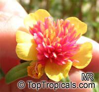 Portulaca oleracea , Common Purslane

Click to see full-size image