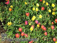 Portulaca oleracea , Common Purslane

Click to see full-size image