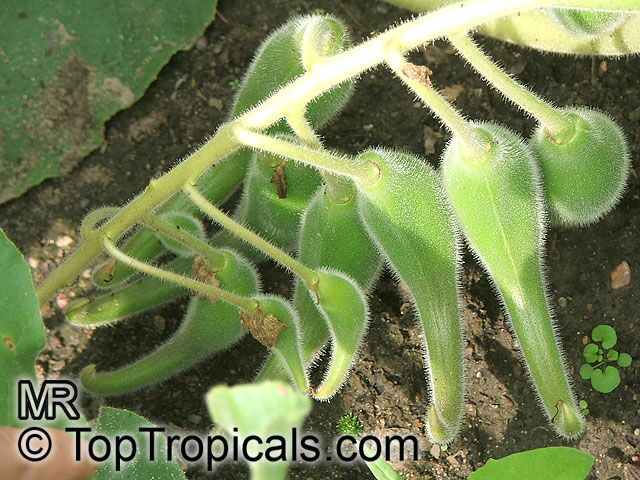 Proboscidea louisianica, Martynia louisiana, Martynia proboscidea, Devil's Claw, Unicorn Plant, Ram's Horn