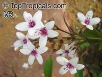 Pseuderanthemum sp., Shooting Star

Click to see full-size image