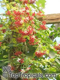 Combretum indicum, Quisqualis indica, Rangoon Creeper, Burma Creeper, Chinese Honeysuckle
