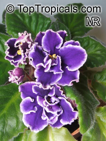 Saintpaulia ionantha, African violet