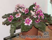 Saintpaulia ionantha, African violet

Click to see full-size image