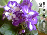 Saintpaulia ionantha, African violet

Click to see full-size image