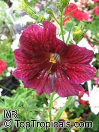 Salpiglossis sinuata, Painted Tongue

Click to see full-size image