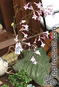 Streptocarpus sp., Strep

Click to see full-size image