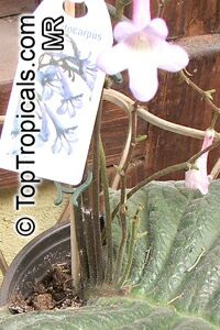 Streptocarpus sp., Strep

Click to see full-size image