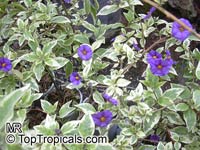 Solanum rantonnetii, Lycianthes rantonnetii , Blue Solanum Shrub, Paraguay Nightshade. Solanum rantonnetii Variegatum