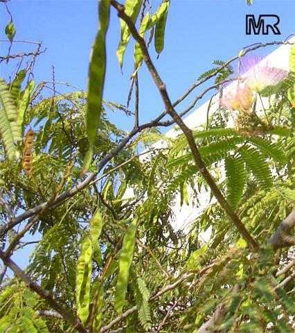 Albizia julibrissin, Silk Tree