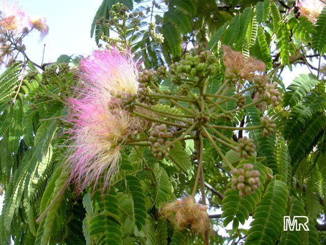 Albizia julibrissin, Silk Tree
