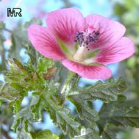 Anisodontea capensis, False mallow

Click to see full-size image