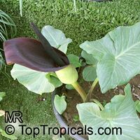 Arum palaestinum, Arum sanctum, Calla sancta, Black Calla Lily

Click to see full-size image