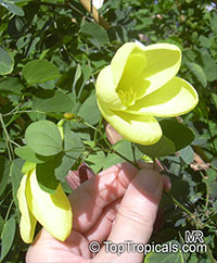 Bauhinia tomentosa, Yellow Orchid Tree, Yellow Bell Bauhinia, St. Thomas Tree

Click to see full-size image