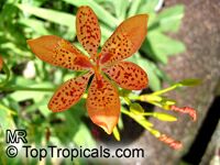Belamcanda chinensis, Blackberry Lily

Click to see full-size image