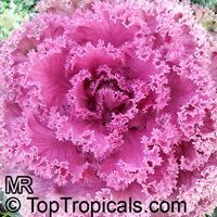 Brassica oleracea Acephala, Kale, Curly-leafed Cabbage

Click to see full-size image