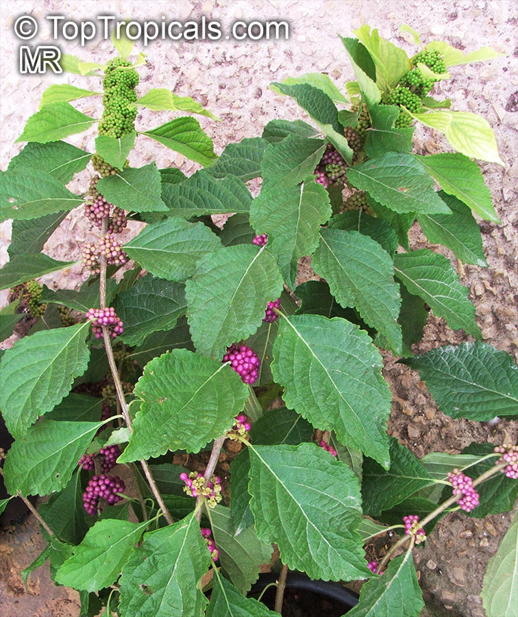 Callicarpa sp., Beautyberry