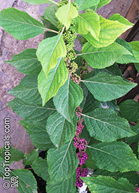 Callicarpa sp., Beautyberry

Click to see full-size image